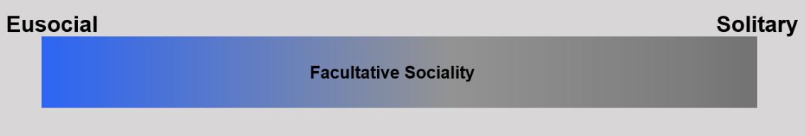 Figure demonstrating the social behavior spectrum. Facultative sociality is intermediate to eusociality and solitary social behaviors.